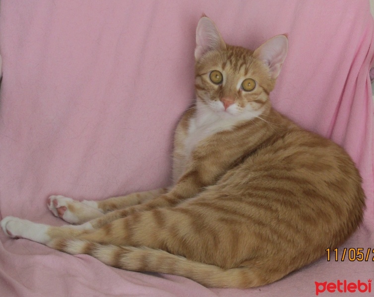 Sarman, Kedi  Karamel fotoğrafı