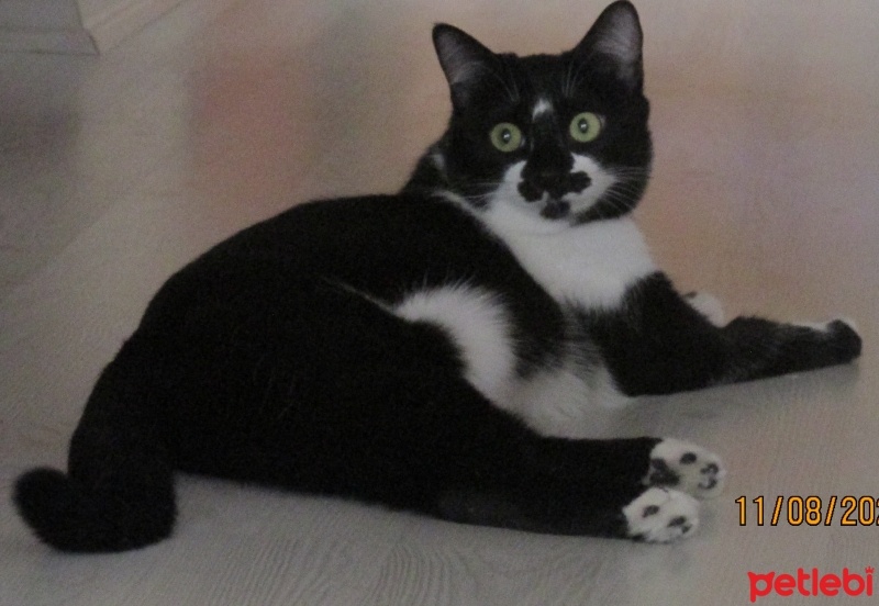 Tuxedo (Smokin) Kedi, Kedi  Boncuk fotoğrafı