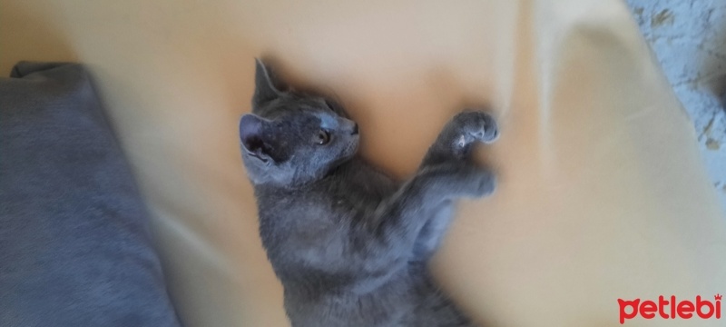 Scottish Fold, Kedi  Kedi fotoğrafı
