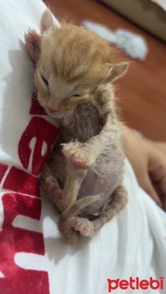 Tekir Kedi, Kedi  Yok fotoğrafı