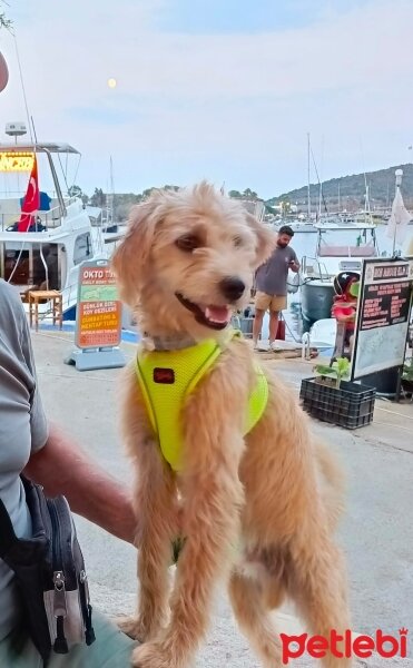 Soft Coated Wheaten Terrier, Köpek  Sandy fotoğrafı