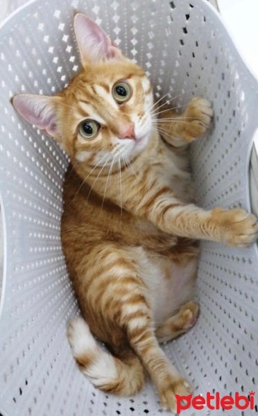 Sarman, Kedi  Tarçın fotoğrafı