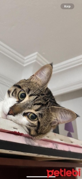 Tekir Kedi, Kedi  Mırmır Efe fotoğrafı