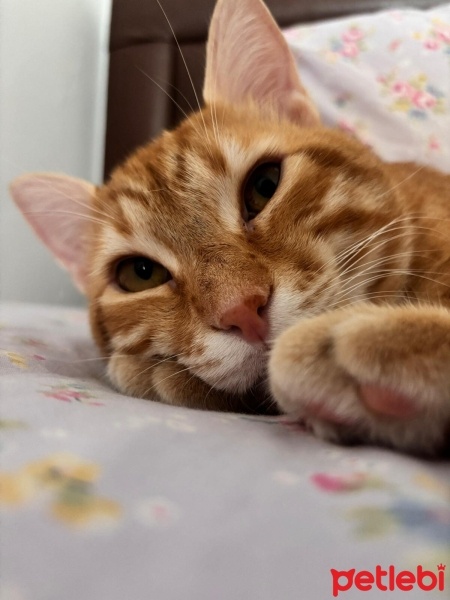 Sarman, Kedi  Hamza fotoğrafı