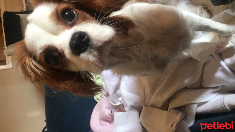 Cavalier King Charles Spanieli, Köpek  Ares fotoğrafı