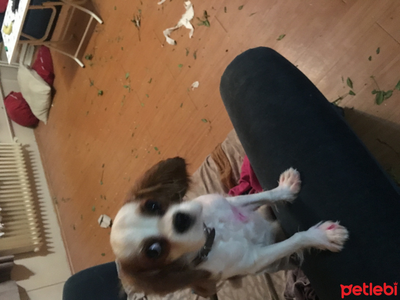 Cavalier King Charles Spanieli, Köpek  Ares fotoğrafı