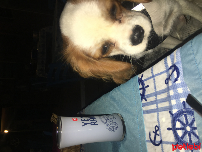 Cavalier King Charles Spanieli, Köpek  Ares fotoğrafı