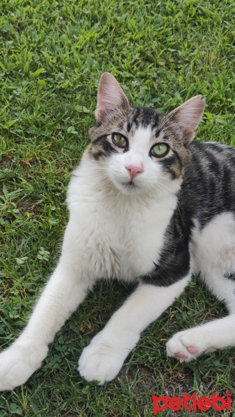 Tekir Kedi, Kedi  Aslan fotoğrafı