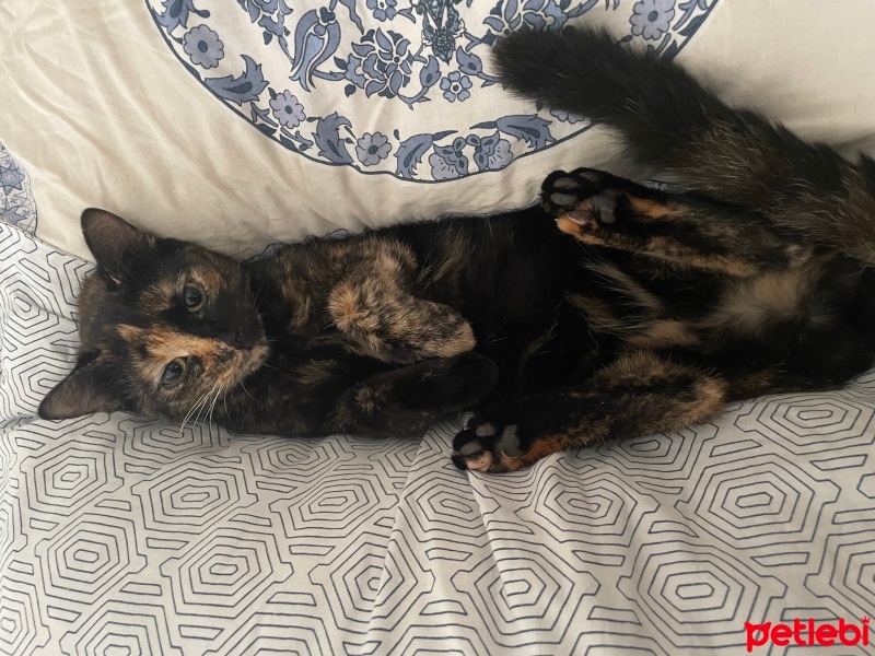 Tekir Kedi, Kedi  Kahve fotoğrafı