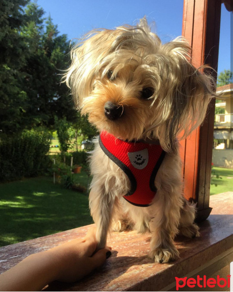 Yorkshire Terrier, Köpek  Hermes fotoğrafı