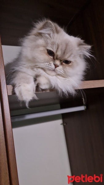 British Longhair, Kedi  Minik fotoğrafı