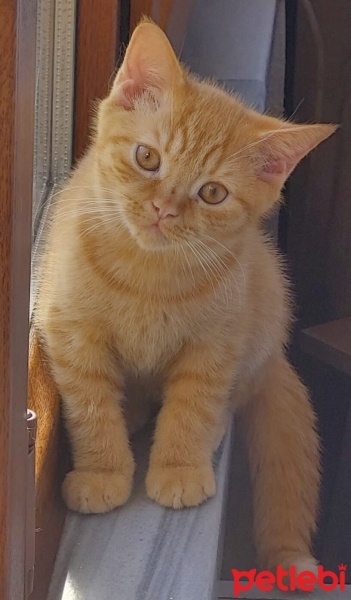 British Shorthair, Kedi  turunç fotoğrafı