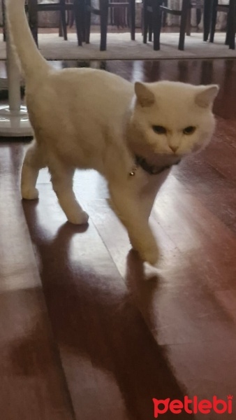 British Longhair, Kedi  Paşa fotoğrafı