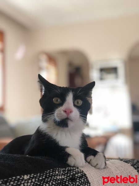 Tekir Kedi, Kedi  momo fotoğrafı