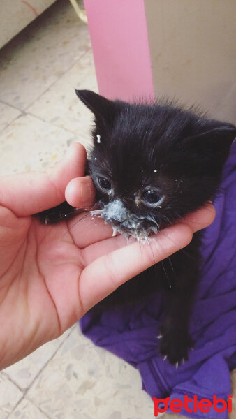 Tekir Kedi, Kedi  Carlos fotoğrafı