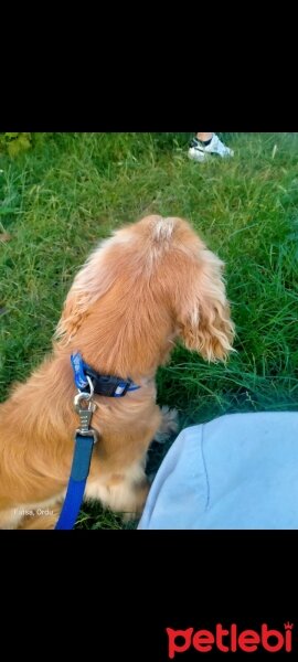 Amerikan Cocker Spaniel, Köpek  alex fotoğrafı