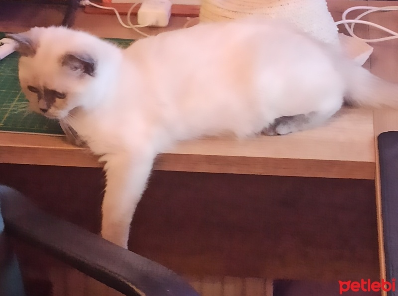 British Longhair, Kedi  Ponny fotoğrafı