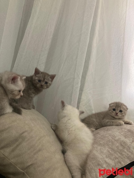British Shorthair, Kedi  Nik mis fotoğrafı