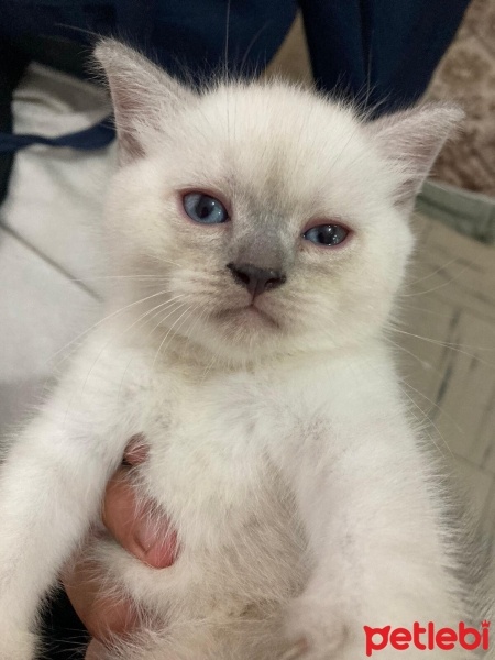 British Shorthair, Kedi  Nik mis fotoğrafı