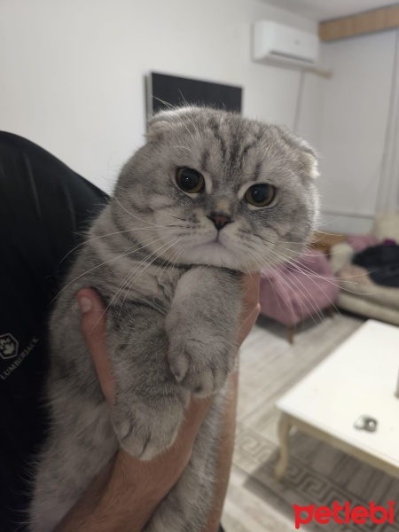 British Shorthair, Kedi  Nik mis fotoğrafı