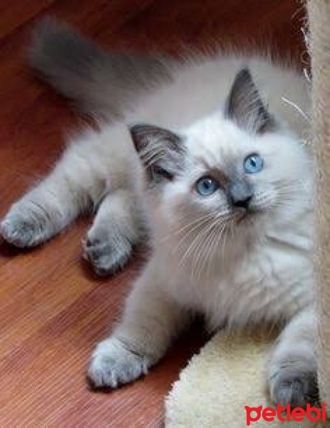 British Shorthair, Kedi  Nik mis fotoğrafı