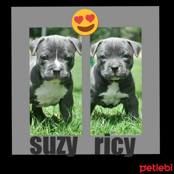 Amerikan Pitbull Terrier, Köpek  Ricy ve suzy fotoğrafı
