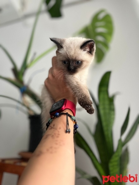British Shorthair, Kedi  Çakır fotoğrafı