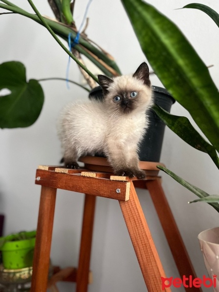 British Shorthair, Kedi  Çakır fotoğrafı