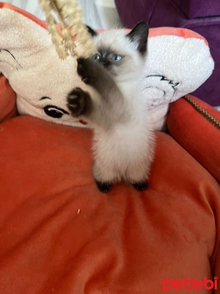British Shorthair, Kedi  Çakır fotoğrafı