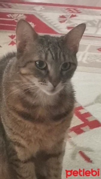 Tekir Kedi, Kedi  Von fotoğrafı