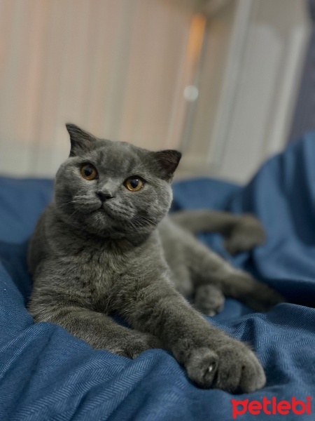 Scottish Fold, Kedi  Dobuşuk fotoğrafı