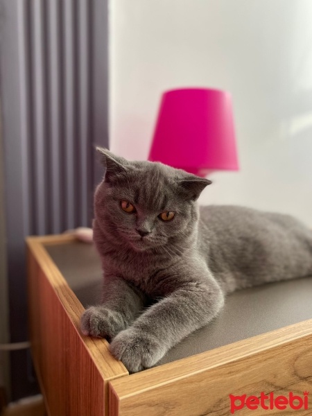 Scottish Fold, Kedi  Dobuşuk fotoğrafı