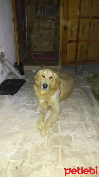 Golden Retriever, Köpek  Jutsie fotoğrafı