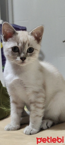 British Shorthair, Kedi  Bulut fotoğrafı