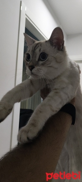 British Shorthair, Kedi  Bulut fotoğrafı