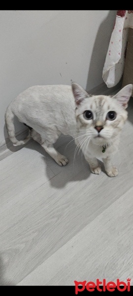 British Shorthair, Kedi  Bulut fotoğrafı