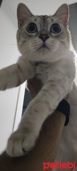 British Shorthair, Kedi  Bulut fotoğrafı