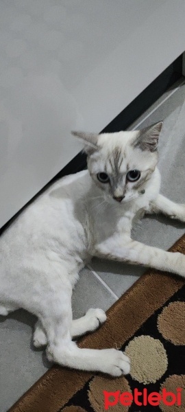 British Shorthair, Kedi  Bulut fotoğrafı