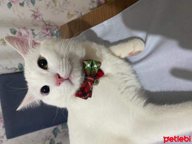 Van Kedisi, Kedi  Gojo fotoğrafı
