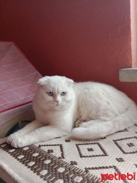 British Shorthair, Kedi  Ezel fotoğrafı