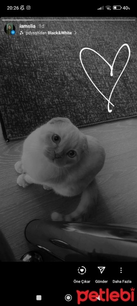 Scottish Fold, Kedi  Pamuk fotoğrafı