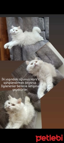 British Shorthair, Kedi  Mars fotoğrafı