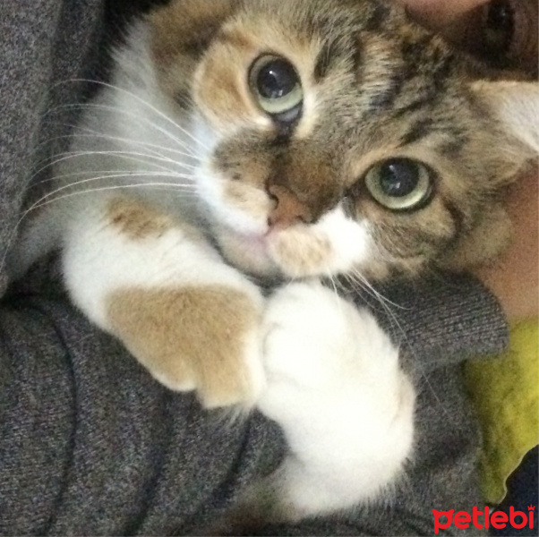 Ankara Kedisi, Kedi  Josef fotoğrafı