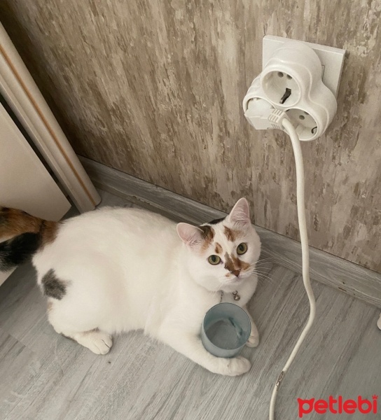 Tekir Kedi, Kedi  Sütlaç fotoğrafı