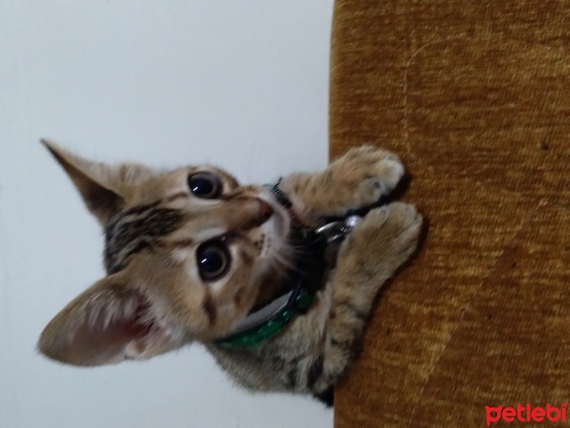 Tekir Kedi, Kedi  Pati fotoğrafı