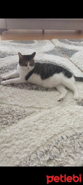 Tekir Kedi, Kedi  Paşa fotoğrafı