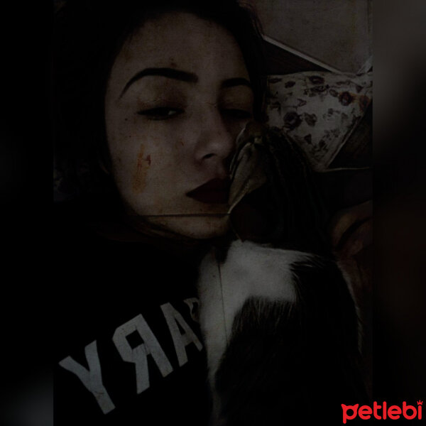 Tekir Kedi, Kedi  Pisik Bey fotoğrafı