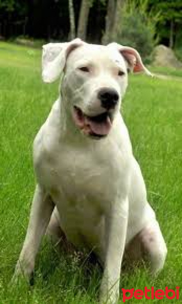 Dogo Arjantin, Köpek  snow white fotoğrafı