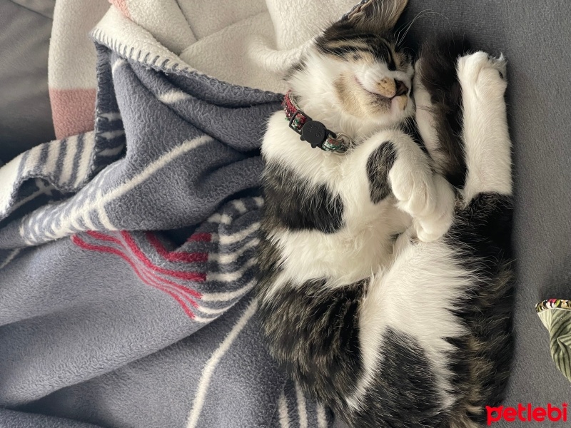 Tekir Kedi, Kedi  Gofret fotoğrafı