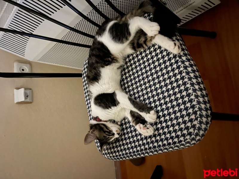 Tekir Kedi, Kedi  Gofret fotoğrafı